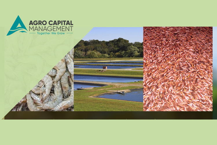 Agro Capital Management